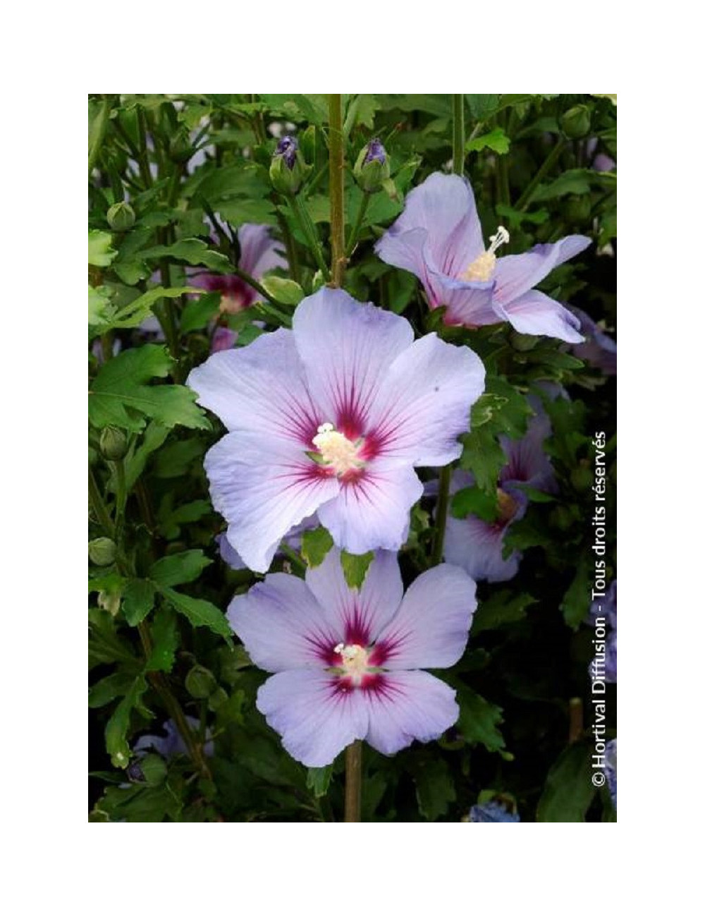 HIBISCUS syriacus OISEAU BLEU