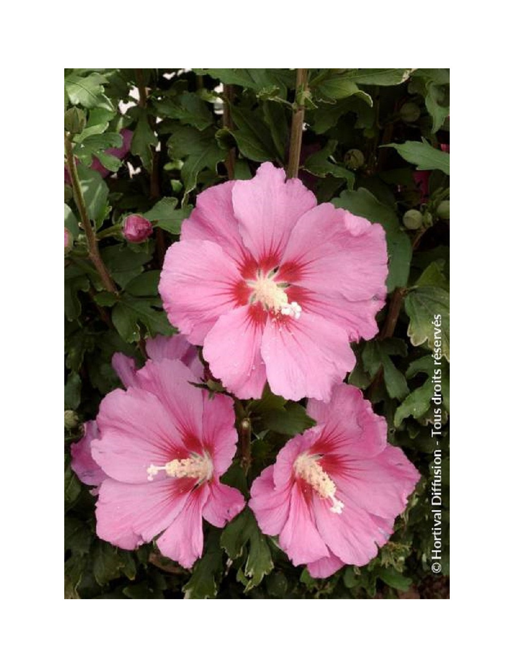 HIBISCUS syriacus PINK GIANT