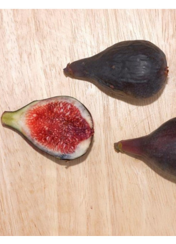 FIGUIER NOIRE DE CAROMB