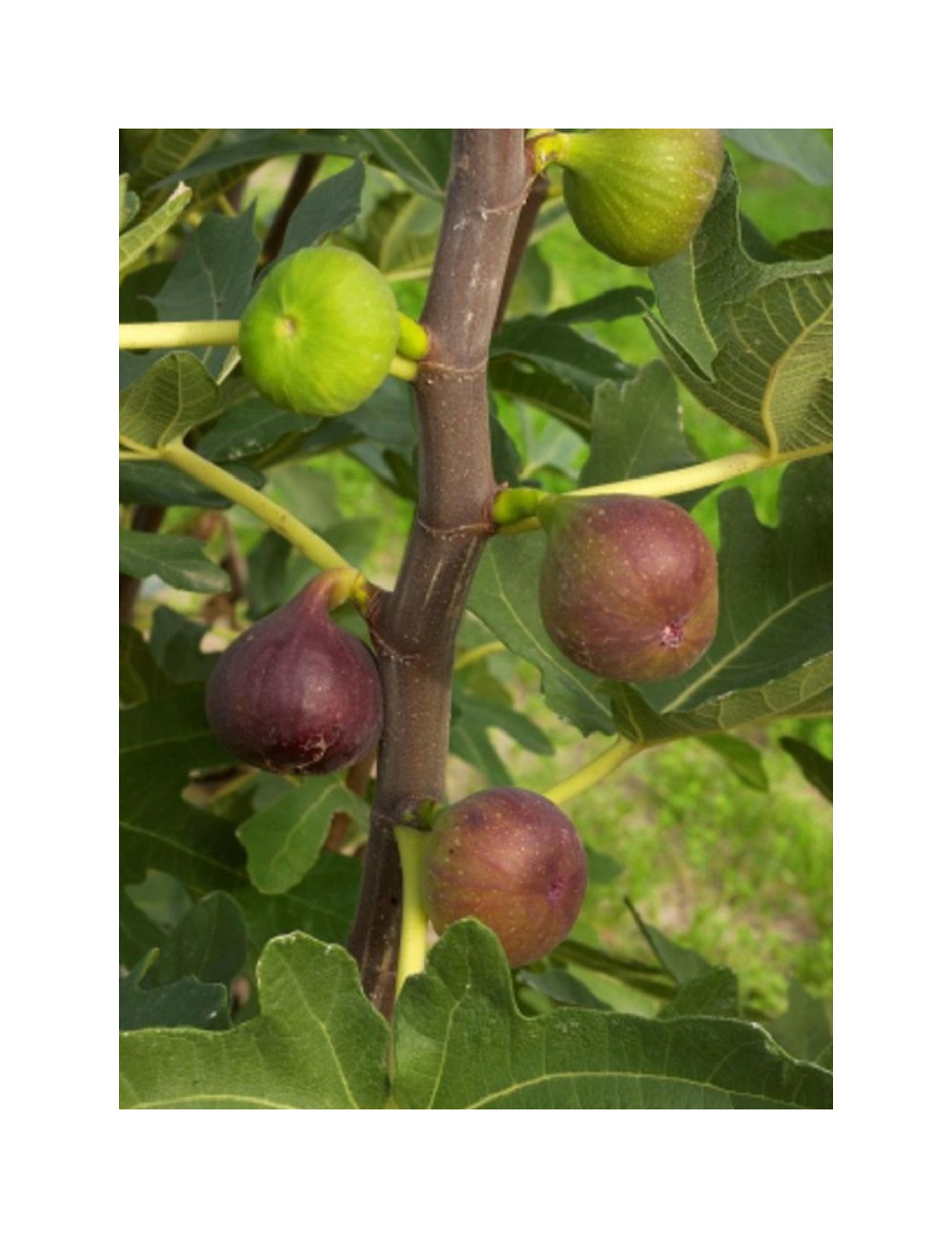 FIGUIER ROUGE DE BORDEAUX - PASTILIÈRE