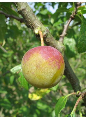 PRUNIER REINE CLAUDE DORÉE