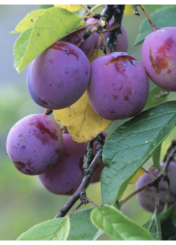 PRUNIER REINE CLAUDE VIOLETTE