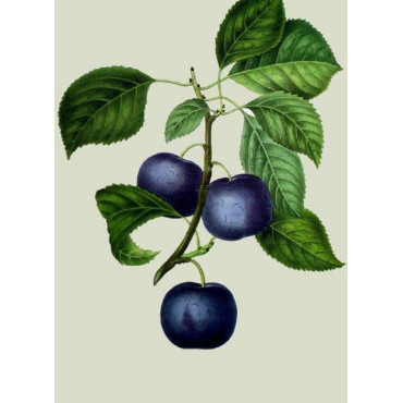 PRUNIER REINE CLAUDE VIOLETTE