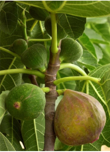 FIGUIER VIOLETTE NORMANDE