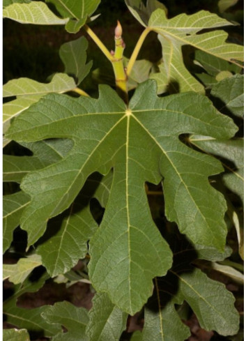 FIGUIER VIOLETTE NORMANDE