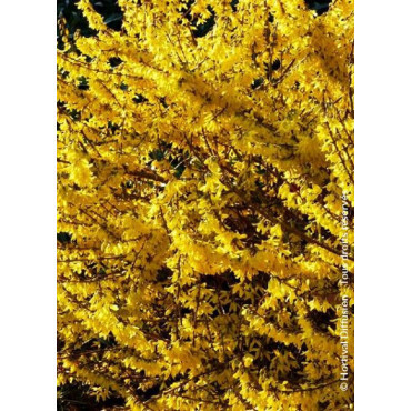 FORSYTHIA intermedia MAREE D'OR