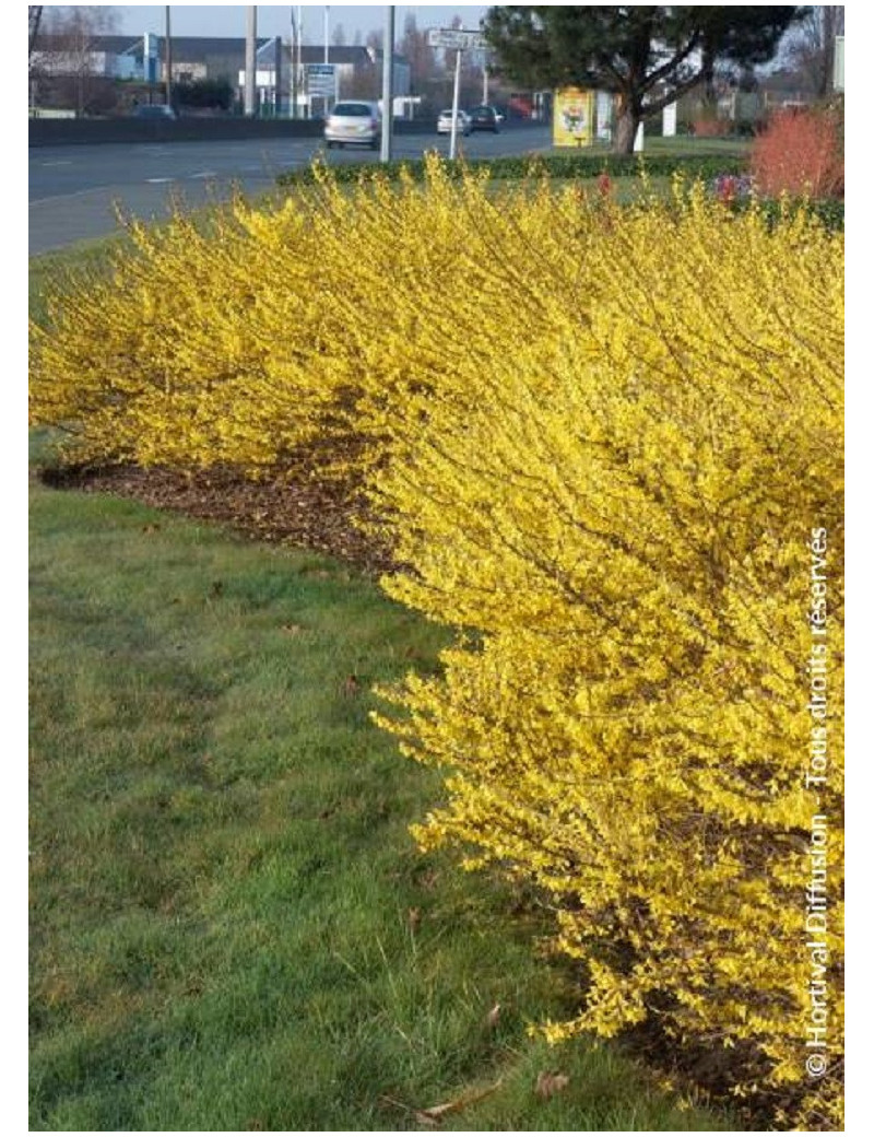FORSYTHIA intermedia MAREE D'OR