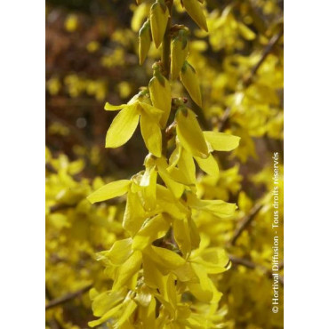 FORSYTHIA intermedia MAREE D'OR