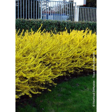 FORSYTHIA intermedia MAREE D'OR