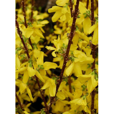 FORSYTHIA intermedia WEEK END