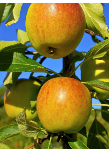 POMMIER COX'S ORANGE PIPPIN