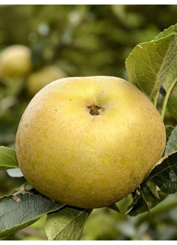 POMMIER REINETTE BLANCHE DU CANADA