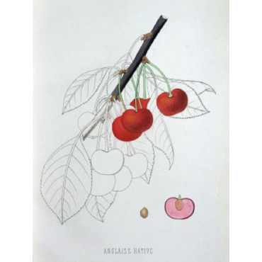 CERISIER ANGLAISE HÂTIVE