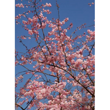 PRUNUS ACCOLADE