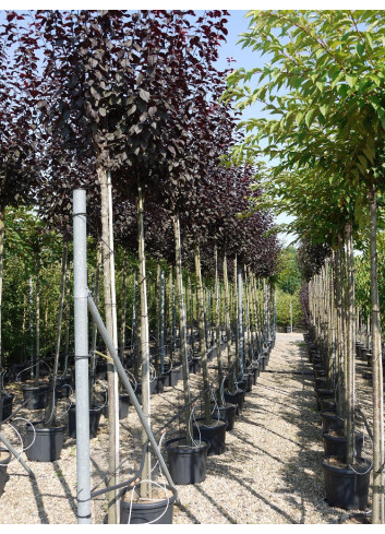 PRUNUS cerasifera ATROPURPUREA En pot de 35-50 litres forme tige hauteur du tronc 180-200 cm