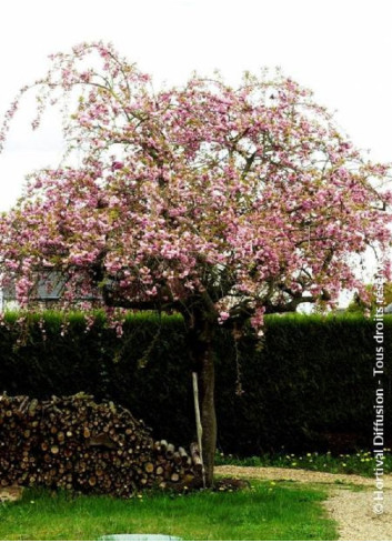 PRUNUS KIKU-SHIDARE-ZAKURA