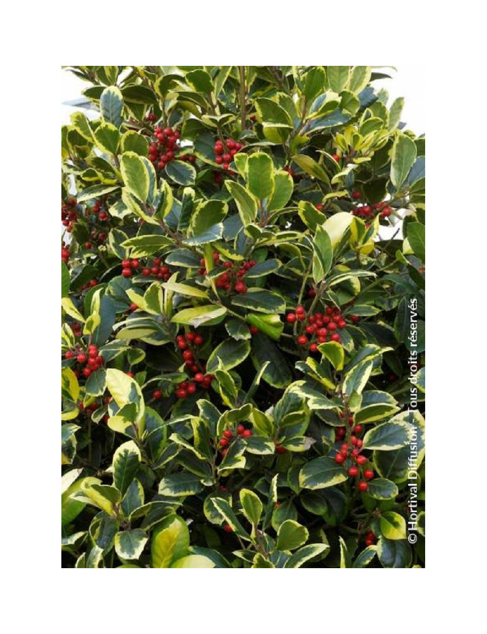 ILEX altaclerensis Golden King