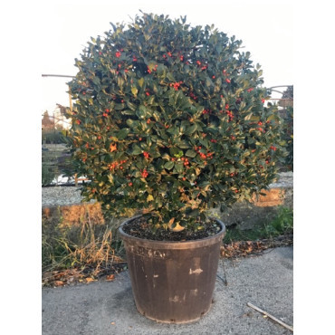 Topiaire (Plante taillée) - ILEX NELLIE R. STEVENS (Houx)