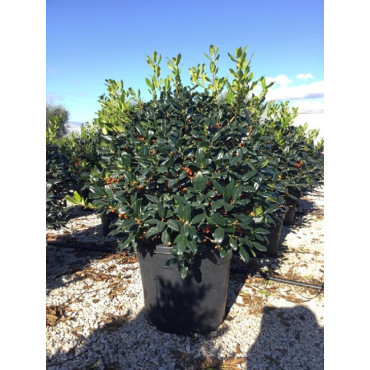 Topiaire (Plante taillée) - ILEX NELLIE R. STEVENS (Houx)