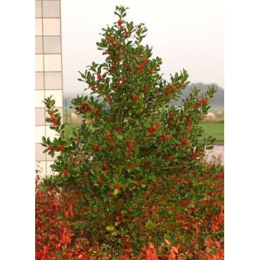 ILEX aquifolium J.C.VAN TOL