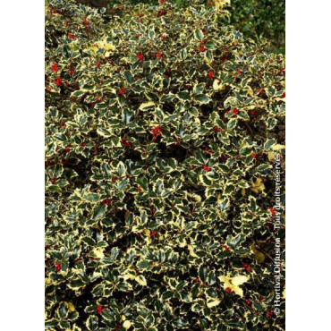 ILEX aquifolium MADAME BRIOT