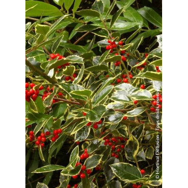 ILEX aquifolium MADAME BRIOT