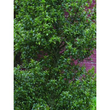 ILEX aquifolium MYRTIFOLIA