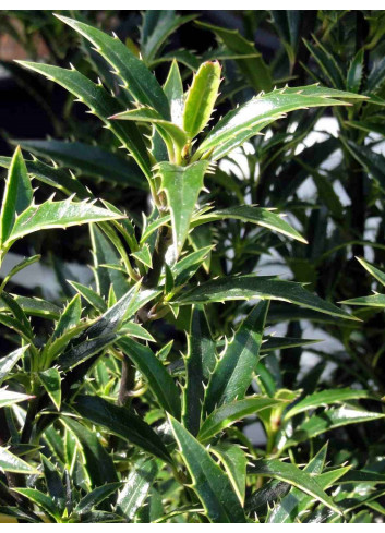 ILEX aquifolium MYRTIFOLIA