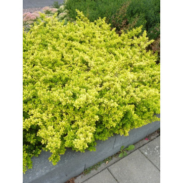 ILEX crenata GOLDEN GEM
