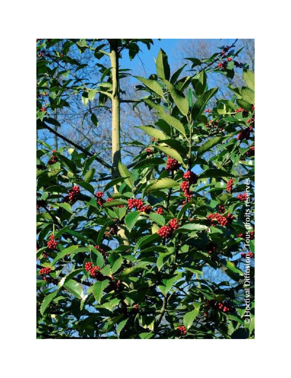 ILEX koehneana CASTANEIFOLIA