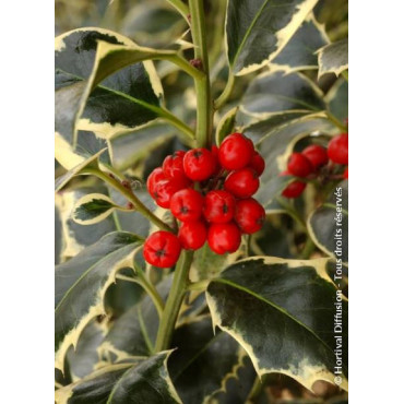 Topiaire (Plante taillée) - ILEX aquifolium ARGENTEA MARGINATA (Houx commun panaché)