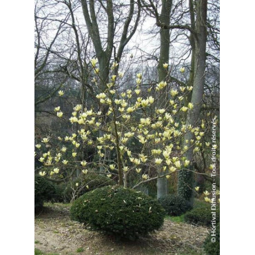 MAGNOLIA BUTTERFLIES