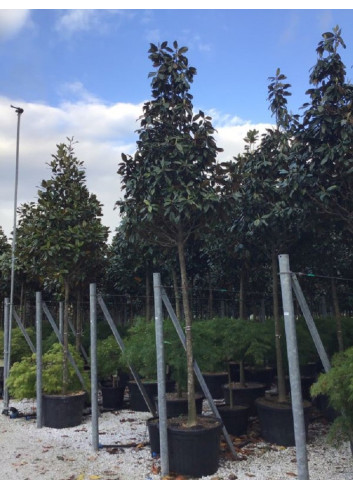 MAGNOLIA grandiflora GALISSONIENSIS En pot de 70-90 litres forme tige hauteur du tronc 180-200 cm