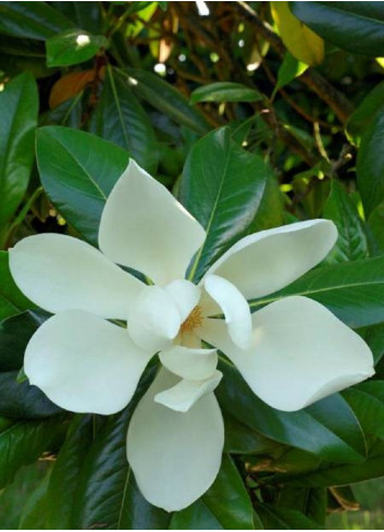 MAGNOLIA grandiflora GALISSONIENSIS