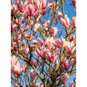 MAGNOLIA HEAVEN SCENT