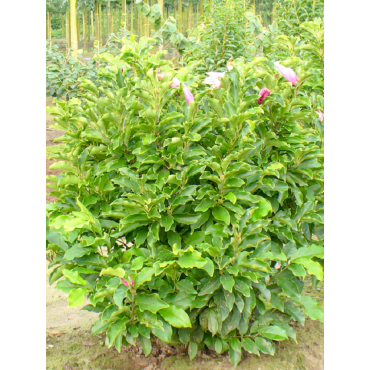 MAGNOLIA liliiflora NIGRA