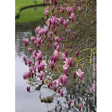 MAGNOLIA liliiflora NIGRA