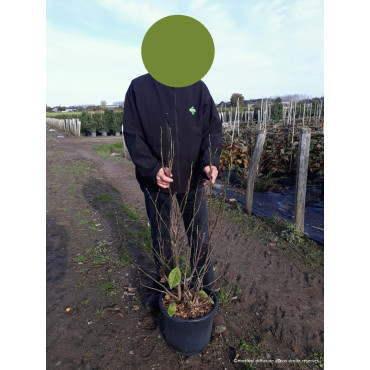 MAGNOLIA liliiflora NIGRA En pot de 15-20 litres