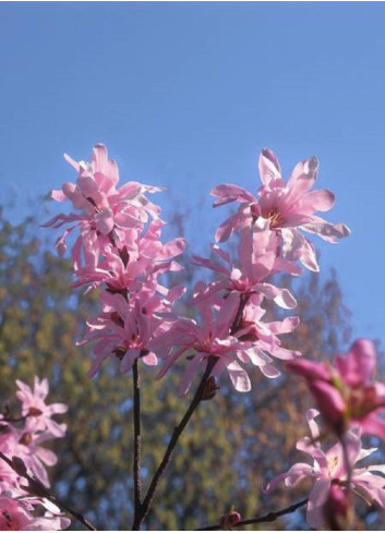 MAGNOLIA loebneri LEONARD MESSEL