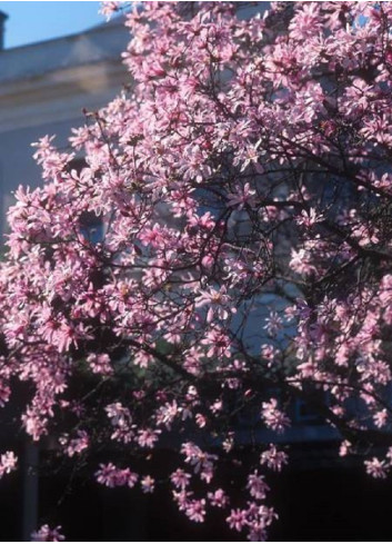 MAGNOLIA loebneri LEONARD MESSEL