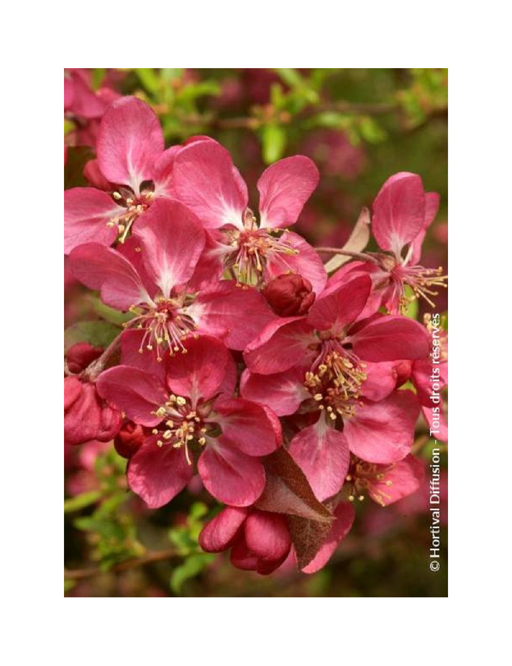 MALUS COCCINELLA Courtarou
