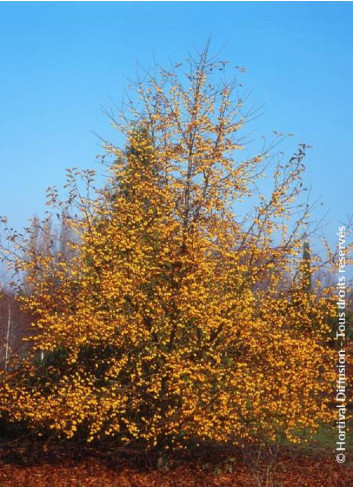 MALUS COMTESSE DE PARIS