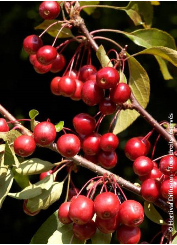 MALUS DIABLE ROUGE