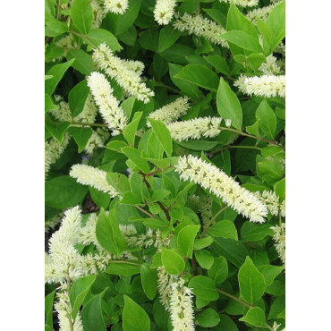 ITEA virginica HENRY'S GARNET