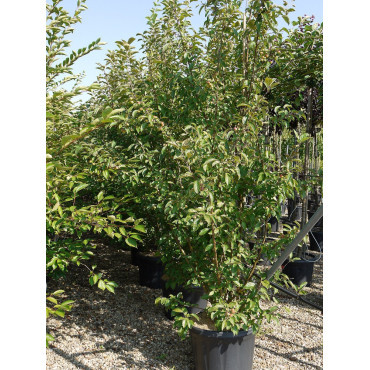 MALUS perpetu EVERESTE En pot de 35-50 litres