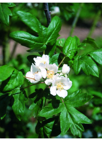 MALUS trilobata