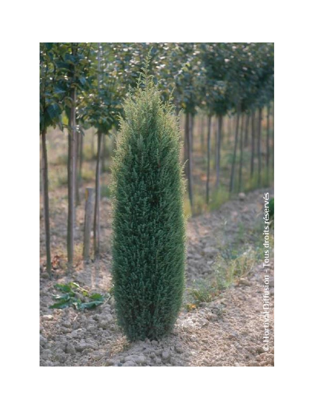 JUNIPERUS communis SENTINEL