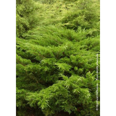 JUNIPERUS media MINT JULEP