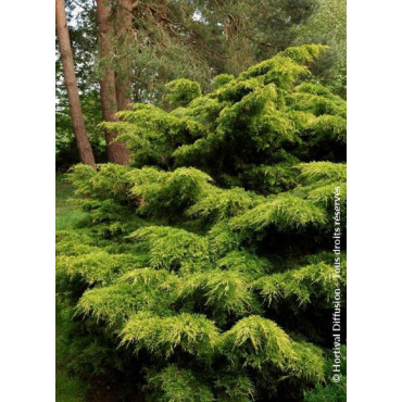 JUNIPERUS media Pfitzeriana AUREA