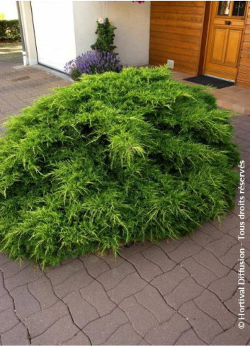 JUNIPERUS media Pfitzeriana AUREA
